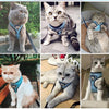 Harnais pour chat "54" accessoires chat Au bonheur du chat - Boutique d'accessoires pour votre chat