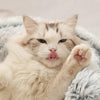Lit pour chat FluffyDream™ accessoires chat Au bonheur du chat - Boutique d'accessoires pour votre chat