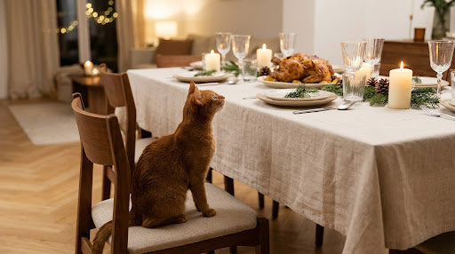 Chat roux observant une table de repas de fête