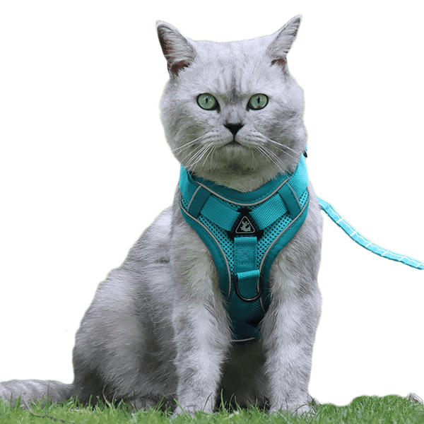 Harnais pour chat Trifecta