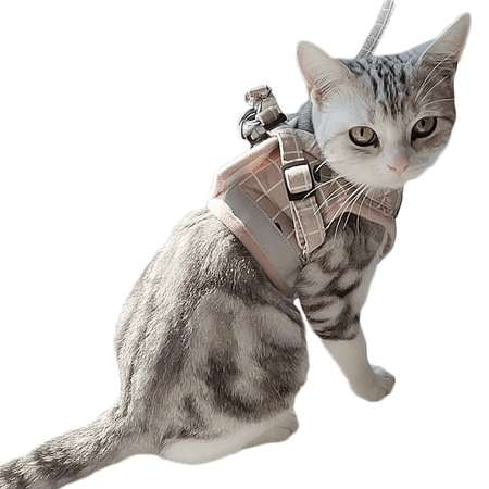 Harnais pour chat 