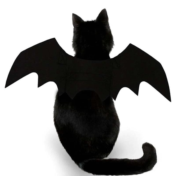 Ailes de chauve-souris pour chat