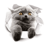 Auto-collants de chat "Incrustation mur 3D" accessoires chat Au bonheur du chat - Boutique d'accessoires pour votre chat Variante 1 