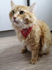 Foulard pour chat accessoires chat Au bonheur du chat - Boutique d'accessoires pour votre chat 