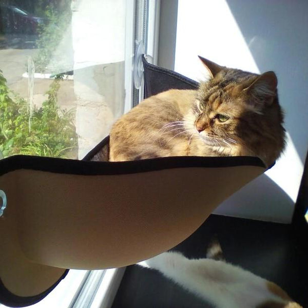 Hamac de Chat monté sur la fenêtre pour la Perche du Chat, lit Suspendu pour  Animal de Compagnie à Ventouse - Noir
