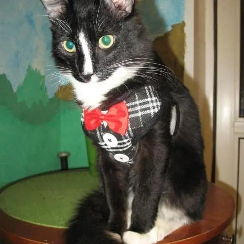 Harnais pour chat classe harnais pour chat Au bonheur du chat - Boutique d'accessoires pour votre chat 