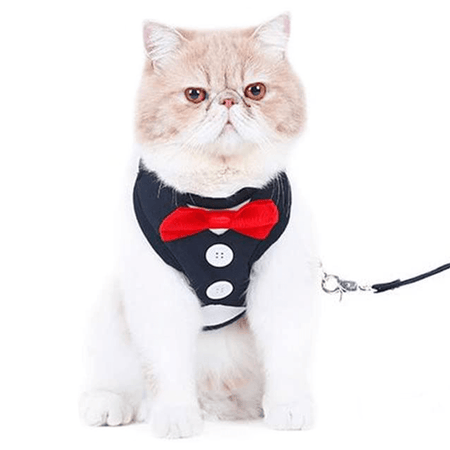 Harnais pour chat classe harnais pour chat Au bonheur du chat - Boutique d'accessoires pour votre chat 