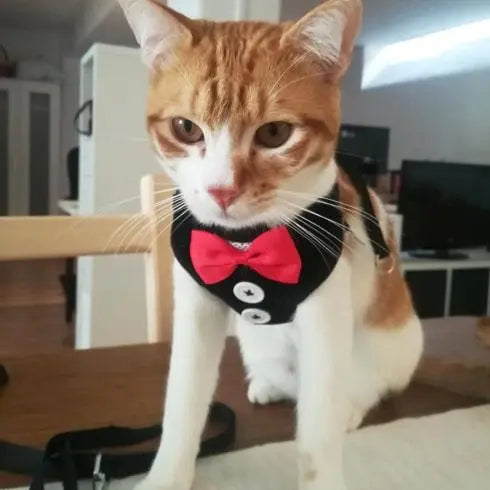 Harnais pour chat classe harnais pour chat Au bonheur du chat - Boutique d'accessoires pour votre chat 