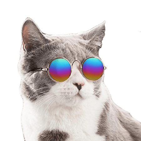 Lunettes pour chat 