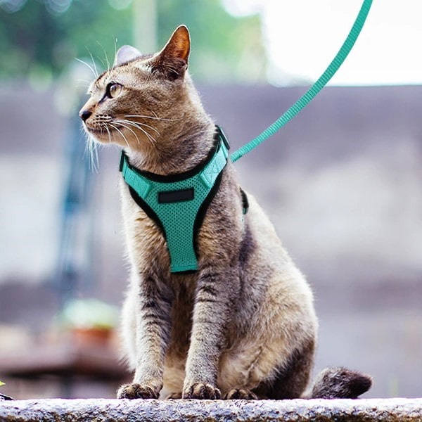 Comment mettre un harnais pour chat – chat doux